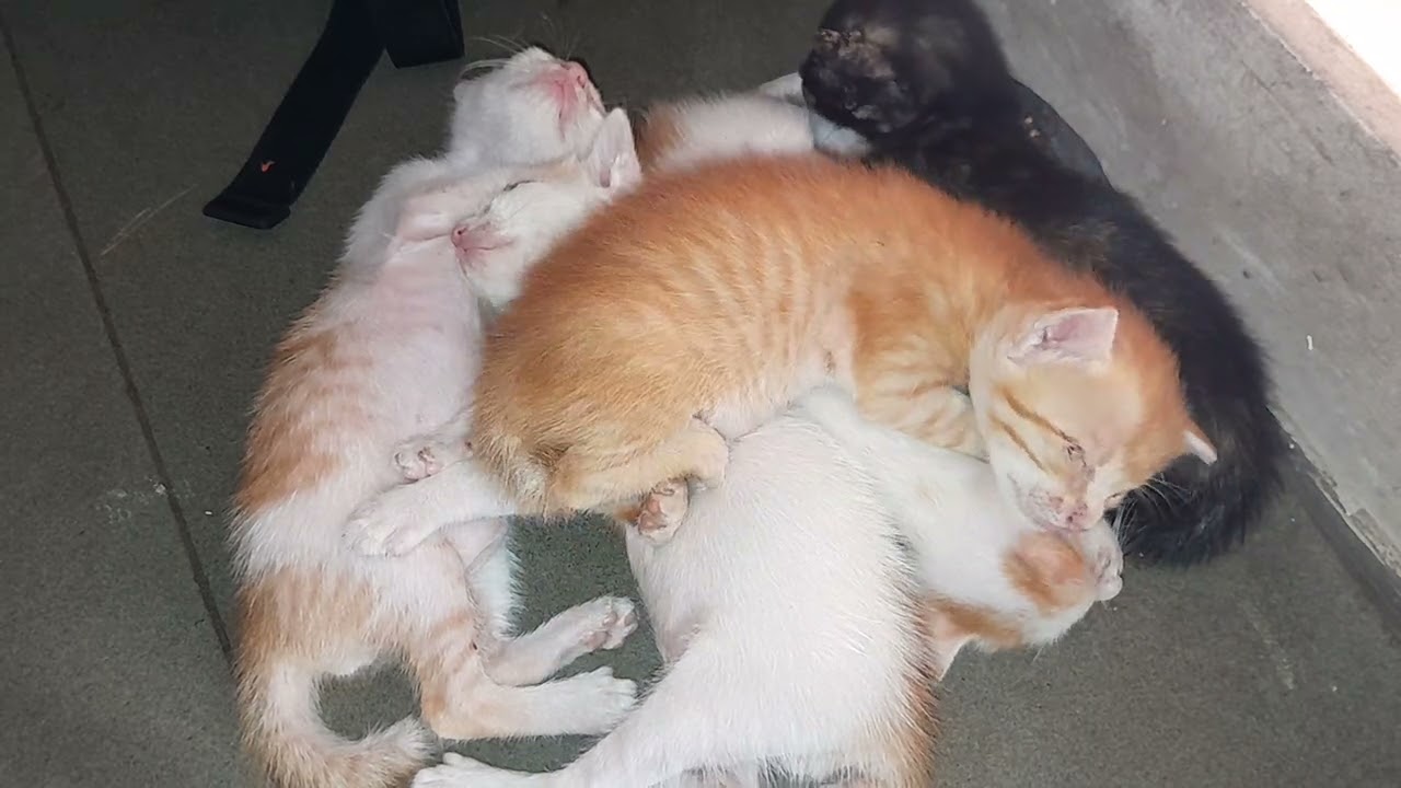 The adorable little kittens are sleeping together after milk 