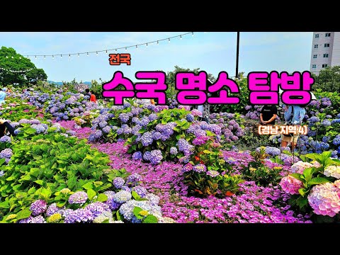 전국 수국 명소 탐방 ㅣ경남 지역 4곳 탐방ㅣ #거제저구항남부면수국공원,  #고성만화방초수국축제, #울산고래문화마을수국페스티벌, #진주월아산숲속의진주수국축제,  #거제바람의언덕,