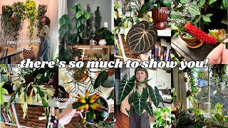 houseplant updates!! walk through my whole collection