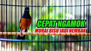 Murai Batu Penuh Emosi Bongkar Isian Pancingan Naikan Emosi Murai Batu