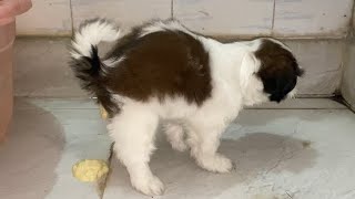 COCO DO FIRST TIME POTTY IN THE BATHROOM | DAY 6 OF COCO | #6 | #shihtzu #shihtzupuppies #coco