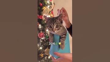 How it started vs How it’s going🎄✨ #shorts #cat #funny