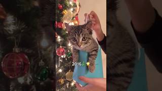 How it started vs How it’s going🎄✨ #shorts #cat #funny