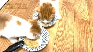 The happiest time in the day is playing with these cats by 猫’s（ネコズ ）チャンネル 1,834 views 2 years ago 3 minutes, 37 seconds