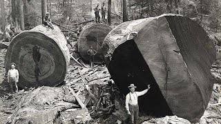 Oldest Photographs of the Largest Trees to Ever Exist in Recorded History (Pre1900 Images) 400 FT +