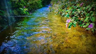 Serene River Ambience and Peaceful Piano Music for Mindful Meditation, Sleep Therapy and Focus