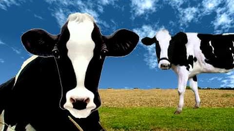 Cows with Guns featuring music by Dana Lyons.avi