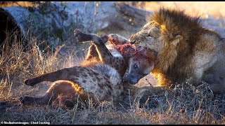 Most Amazing! Hyena Attacks lions  Wild Animal Attacksㅣ하이에나 엄청난 사냥 Wild Animal 2020