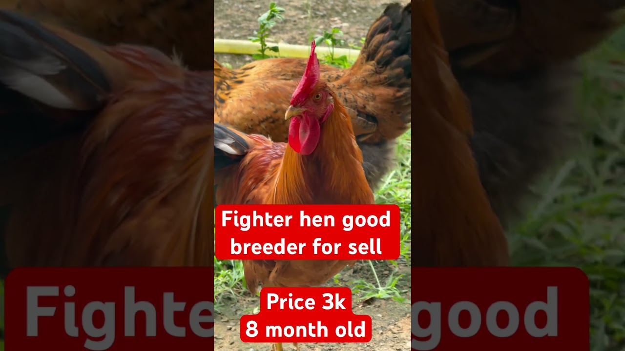Fighter with good breeder hen for sell|Shorts