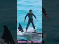 シャチ「ルーナ」とサーフィン!! #Shorts #鴨川シーワールド #シャチ #kamogawaseaworld #orca #killerwhale