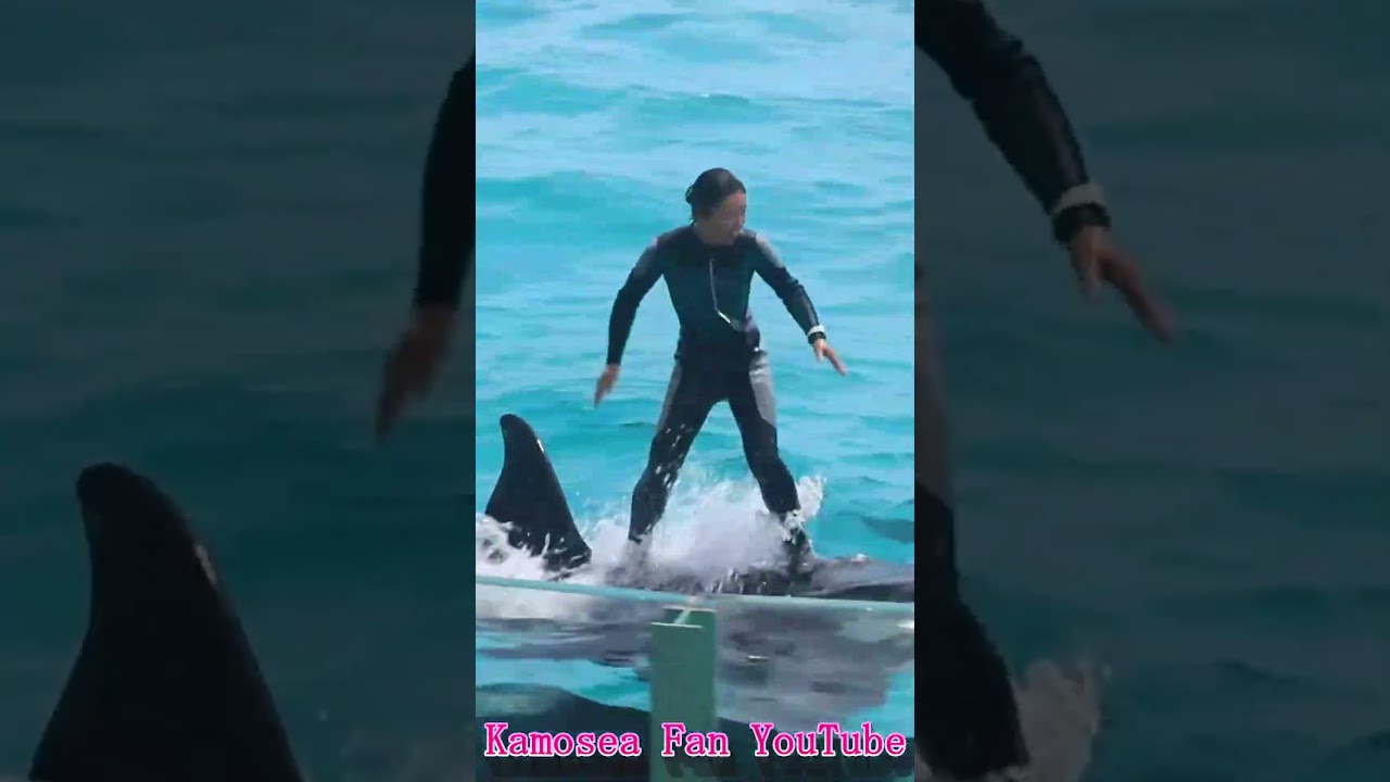 シャチ「ルーナ」とサーフィン!! #Shorts #鴨川シーワールド #シャチ #kamogawaseaworld #orca #killerwhale