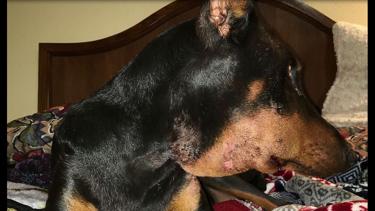 My Doberman almost died! Viciously Attacked by irresponsible owner