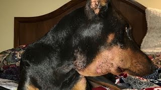 My Doberman Almost Died! Viciously Attacked By Irresponsible Owner