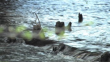 Our Approach to River Catchment Management at Northumbrian Water