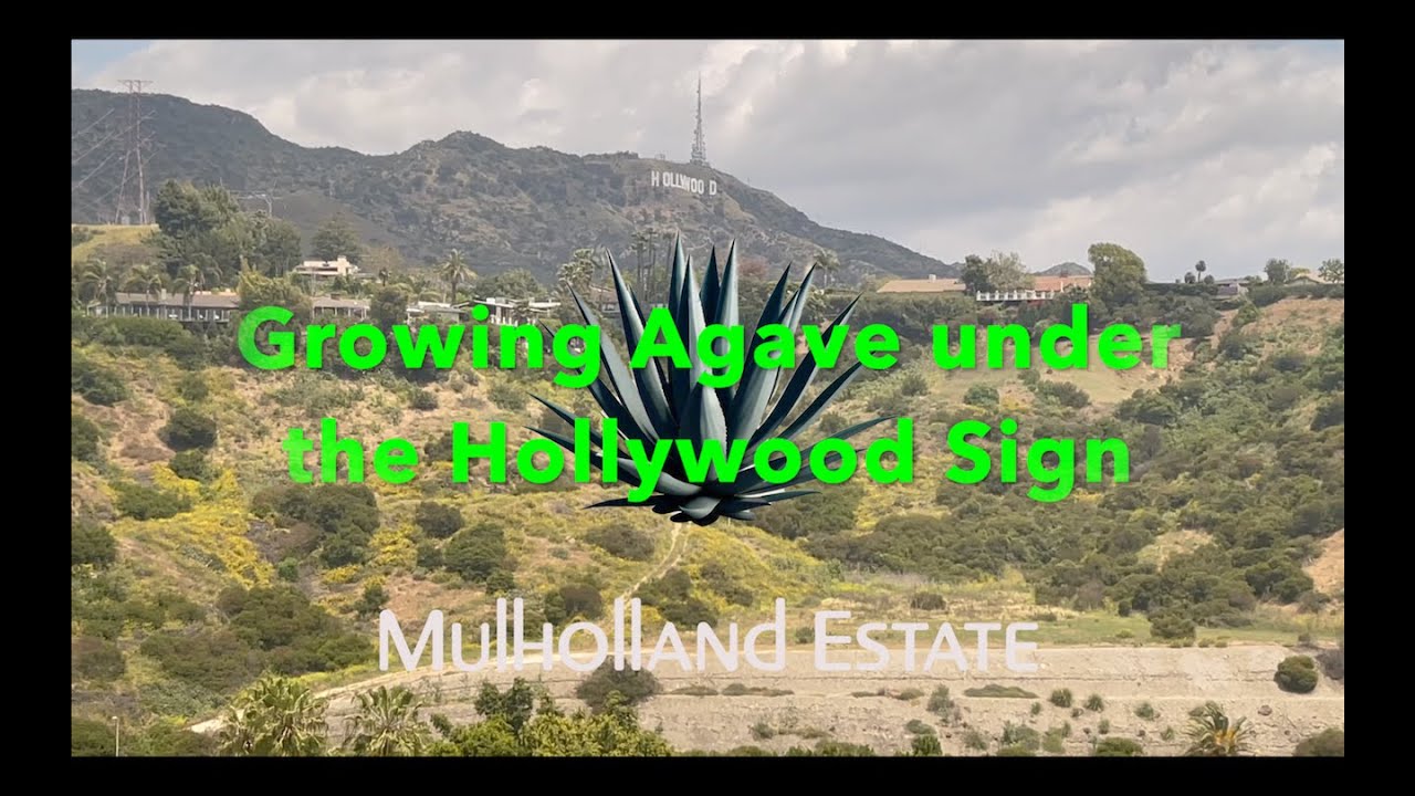Growing Agave under the Hollywood Sign. (Agave Spirit vs Tequila and ...