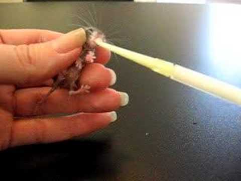 Cute Baby Field Mouse Diet