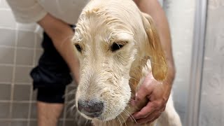 ウキウキでお風呂に向かったくせに騙された感を出す子犬が可愛すぎるw