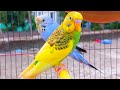 Inside the Secret World of Budgies: Cute and Colorful Moments! 🦜✨ #birds #budgies #youtube 