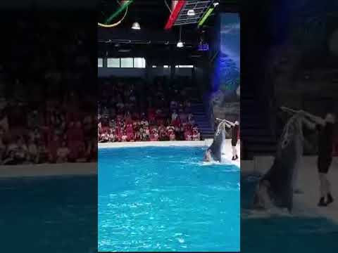 dolphinarium dubai UAE