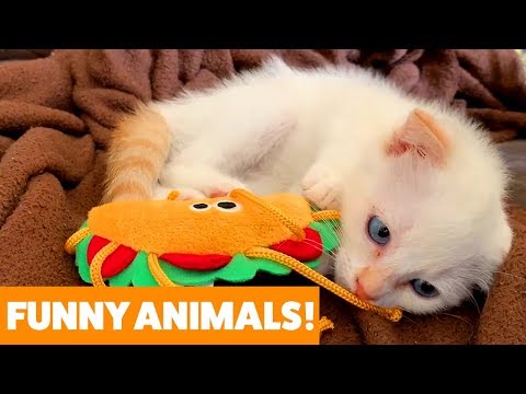 Funniest Pets & Animals of the Week | Funny Pet Videos