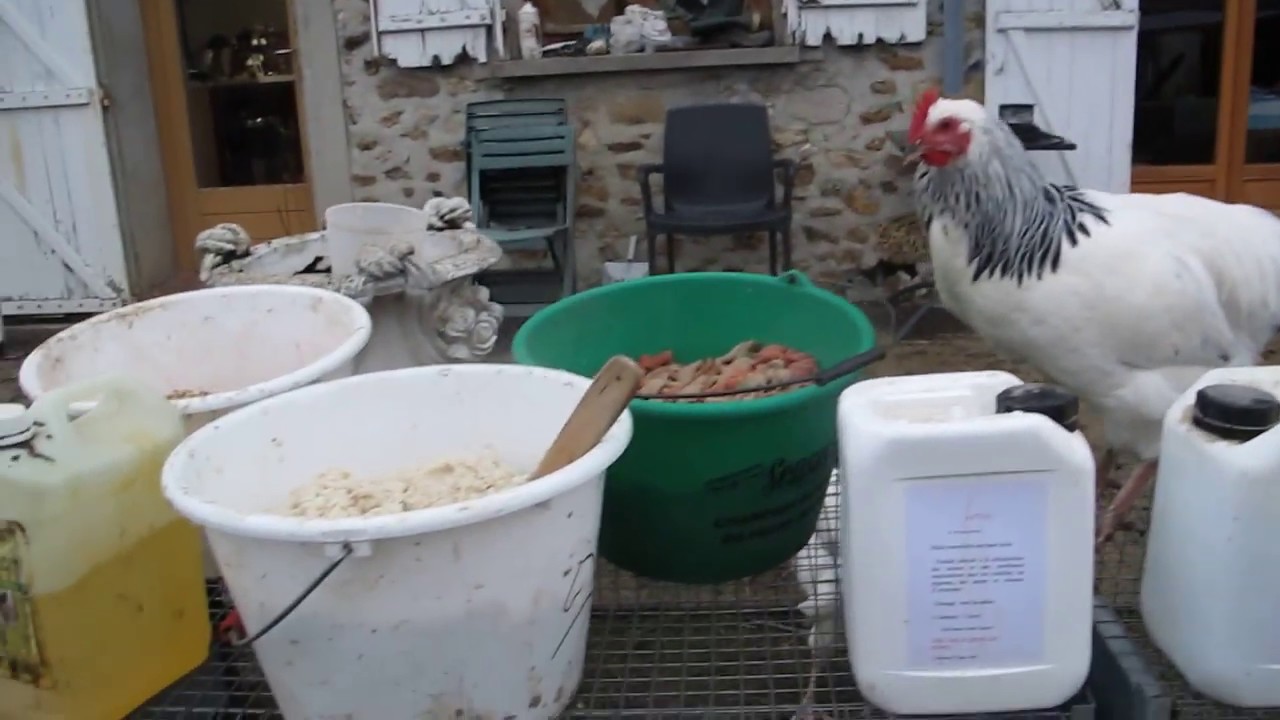 Alimentation - Patées chaudes et huiles essentielles pour mes volailles..