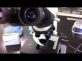 Microscope Cleaning