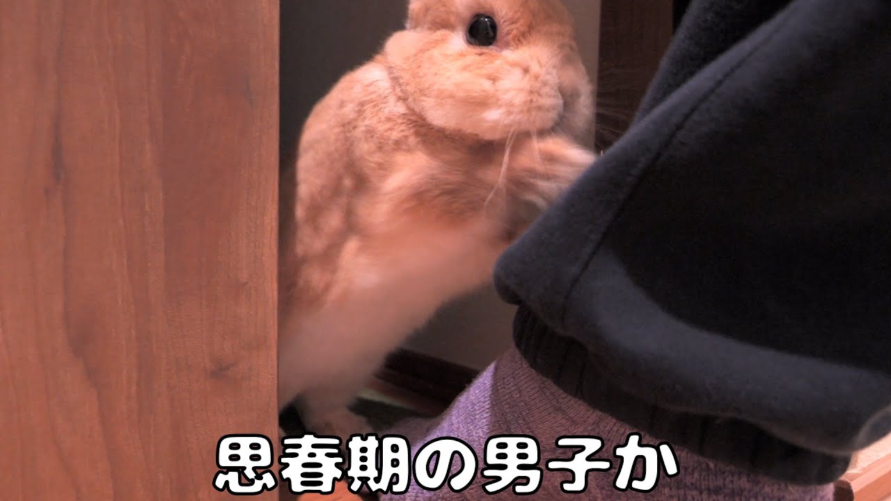 Teen Boy Mugi Hides Something from Me 【No.1840】 - YouTube