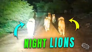 Roaming Lions in the Wild During the Night
