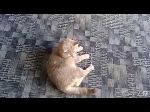 Кот говорит и кошка разговаривает, а так же котята! Есть приколы! Мило