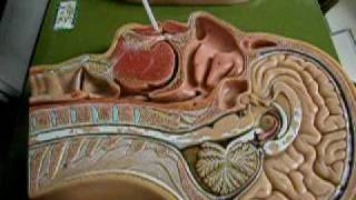 DSCN3152.MOV