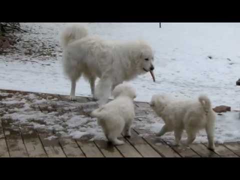 วีดีโอ: Soft Coated Wheaten Terrier