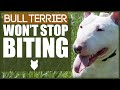 How To Stop A BULL TERRIER BITING