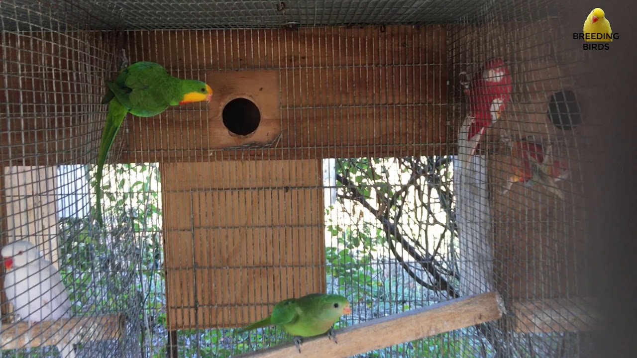 Image showcasing 2018 BREEDING PARROT PAIR - YouTube