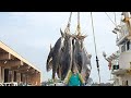 🎣✨ 本マグロ極上脂!銚子港、3年ぶり水揚げ量日本一に返り咲き ✨🎣