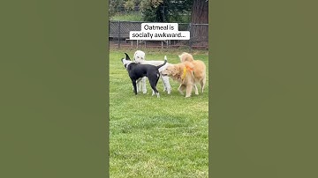 he gets the social awkwardness from me… #dogparkdrama #funnydog #zoomies