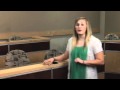 Understanding Courtroom Roles and Procedures