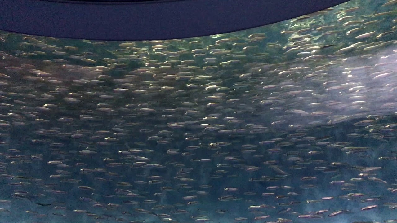 Sardine Tank main image 1