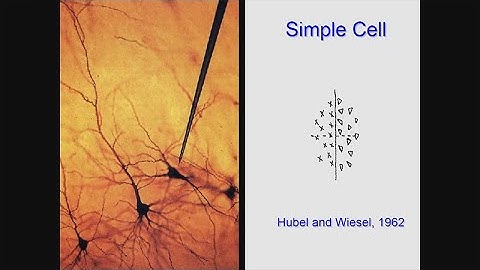Terry Sejnowski: Computational Neuroscience