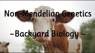 Non Mendelian Genetics Backyard Biology