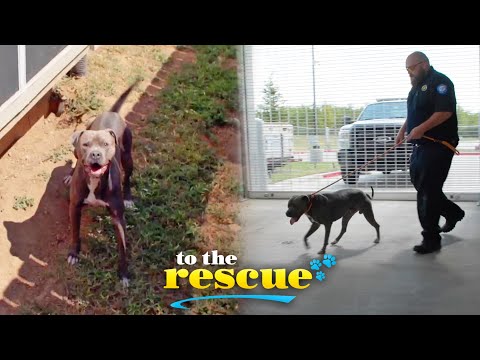 Video: Pet Scoop: Polícia zachrániť psa z nadjazdu, Dolly Parton ponúka prijať meno