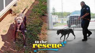 Animal Control Officer rescues street dog called in by Good Samaritan | To The Rescue