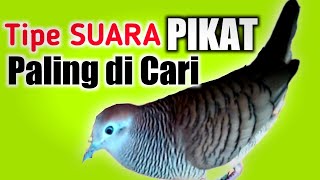 Suara perkutut lokal gacor paling banyak di Cari untuk Pancingan Dan Pikatan