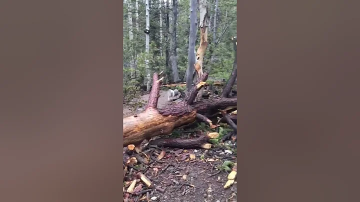 Hutch mt charleston log