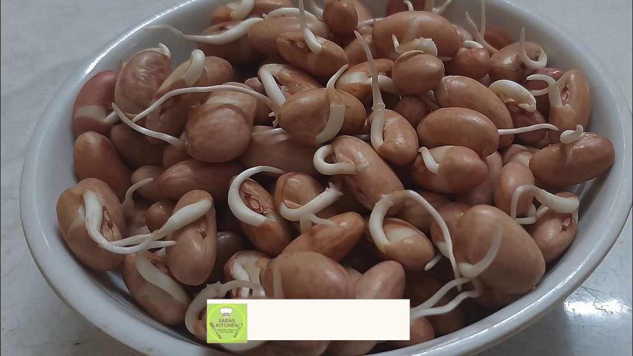 Beans How to Sprout Pinto Beans Pinto Beans YouTube