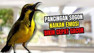 AWAS NGAMUK‼️ Pancingan sogon agar birahi dan emosi bunyi gacor