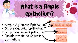 Epithelial Tissue Explained For Beginners Classification Of Epithelium