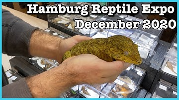 HAMBURG REPTILE SHOW (December 2020) Reptile Expo | Ball Python Breeding
