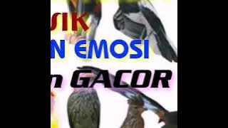 Download lagu TERAPI PANCINGAN SEMUA JENIS BURUNG AGAR EMOSI DAN GACOR HANYA BURUNG SAKIT YANG DIAM
