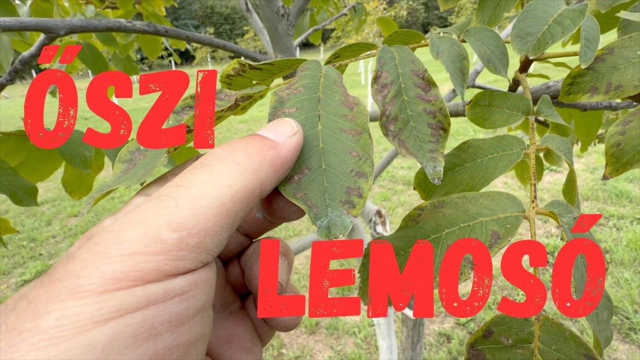 Őszi lemosó permetezés dió