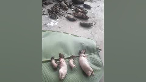 đặc sản thịt chuột yên Thành Nghệ An